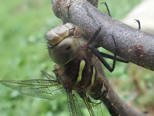 Dragonfly p.jpg